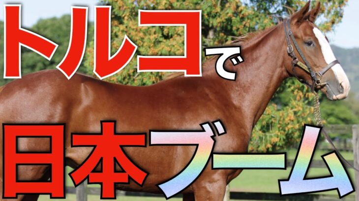 【成功祈る】超良血オーソクレースがトルコで種牡馬入り！日本の実績馬を続々と導入。