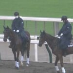 【ゲリラ豪雨】【誘導馬】東京競馬場 第7Rで大雨‼️ パドックでは冷静だった誘導馬もコースで嫌がる 現地映像