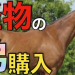 【大物すぎる】無敗3冠馬の弟が日本にやって来る！アメリカでまたも衝撃購入。