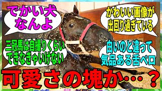 【競馬の反応集】「最カワ三冠馬コントレイル」に対する視聴者の反応集