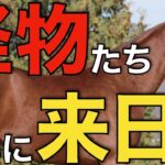 【本当に来た】世界的良血の1歳馬たちが続々と輸入される！この血統が日本で走るとは。