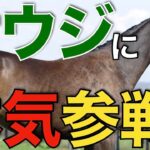 【揃いまくり】日本馬がサウジカップデーに超本気！今年も凄いことになりそう。